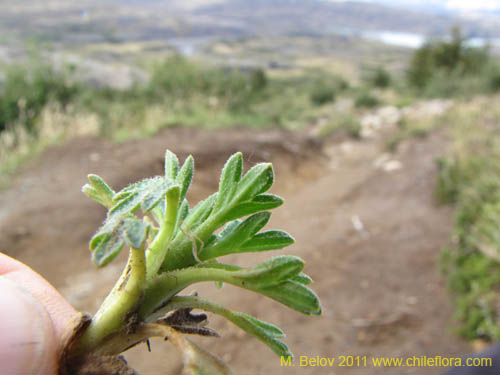 Image of Bolax gumifera (). Click to enlarge parts of image.