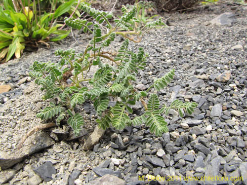 Bild von Adesmia sp. #2255 (). Klicken Sie, um den Ausschnitt zu vergrössern.