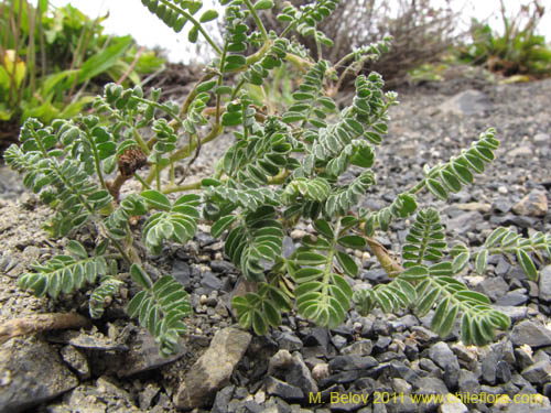 Imágen de Adesmia sp. #2255 (). Haga un clic para aumentar parte de imágen.