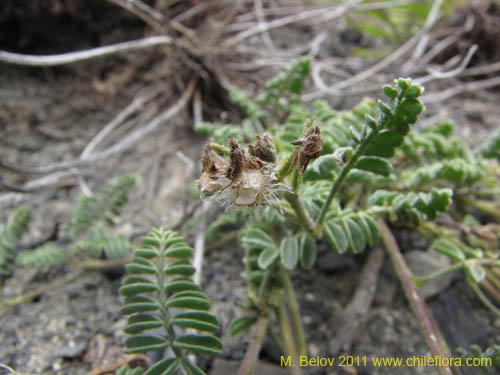 Imágen de Adesmia sp. #2255 (). Haga un clic para aumentar parte de imágen.