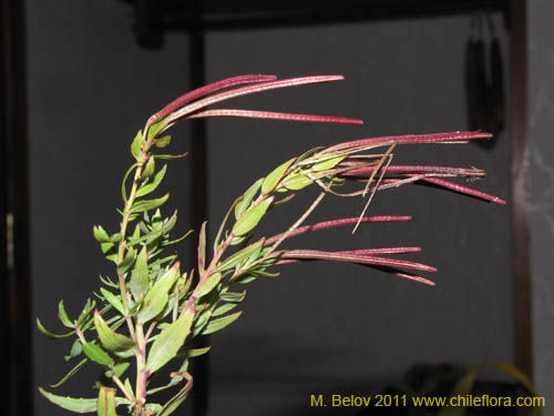 Bild von Epilobium australe (). Klicken Sie, um den Ausschnitt zu vergrössern.