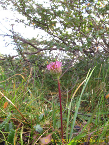 Bild von Asteraceae sp. #3097 (). Klicken Sie, um den Ausschnitt zu vergrössern.