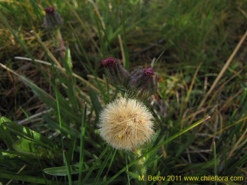 Imágen de Asteraceae sp. #3097 (). Haga un clic para aumentar parte de imágen.