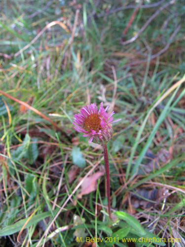 Bild von Asteraceae sp. #3097 (). Klicken Sie, um den Ausschnitt zu vergrössern.