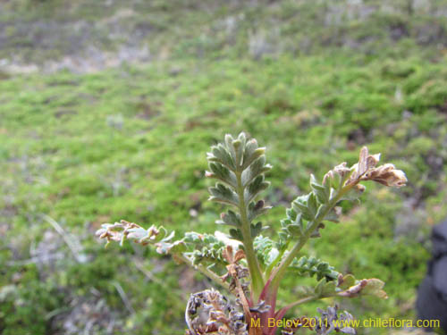 Imágen de Planta no identificada sp. #3158 (). Haga un clic para aumentar parte de imágen.