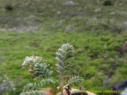 Imágen de Planta no identificada sp. #3158 (). Haga un clic para aumentar parte de imágen.