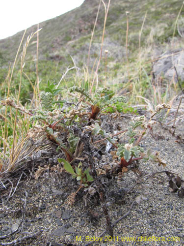 Imágen de Planta no identificada sp. #3158 (). Haga un clic para aumentar parte de imágen.