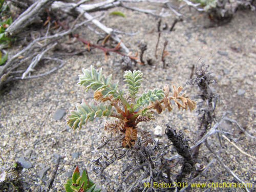 Imágen de Planta no identificada sp. #3158 (). Haga un clic para aumentar parte de imágen.