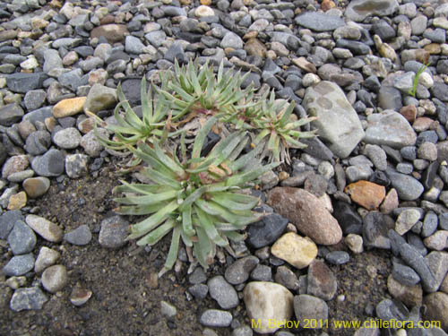 Imágen de Planta no identificada sp. #2245 (). Haga un clic para aumentar parte de imágen.