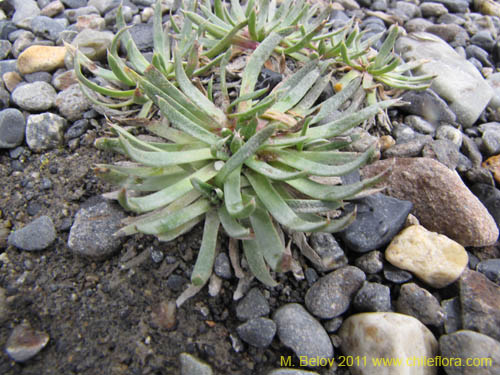 Image of Unidentified Plant sp. #2245 (). Click to enlarge parts of image.