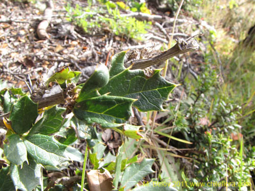 Фотография Berberis ilicifolia (). Щелкните, чтобы увеличить вырез.