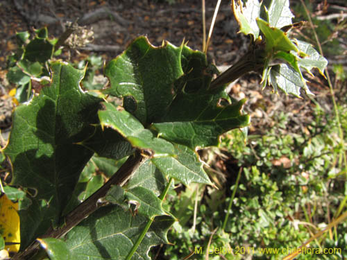 Bild von Berberis ilicifolia (). Klicken Sie, um den Ausschnitt zu vergrössern.