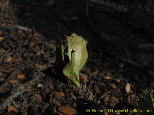 Фотография Berberis ilicifolia (). Щелкните, чтобы увеличить вырез.