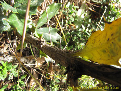 Image of Berberis ilicifolia (). Click to enlarge parts of image.