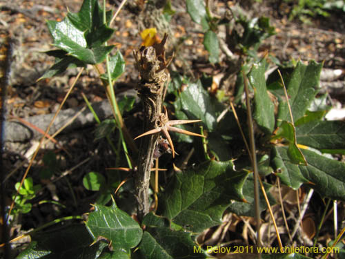 Bild von Berberis ilicifolia (). Klicken Sie, um den Ausschnitt zu vergrössern.