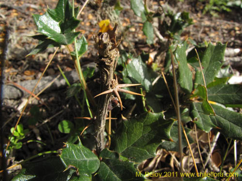 Berberis ilicifolia的照片