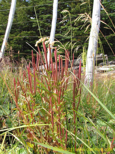 Bild von Epilobium australe (). Klicken Sie, um den Ausschnitt zu vergrössern.