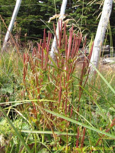 Image of Epilobium australe (). Click to enlarge parts of image.