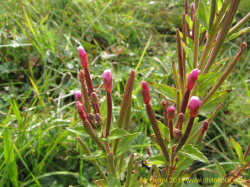 Bild von Epilobium australe (). Klicken Sie, um den Ausschnitt zu vergrössern.