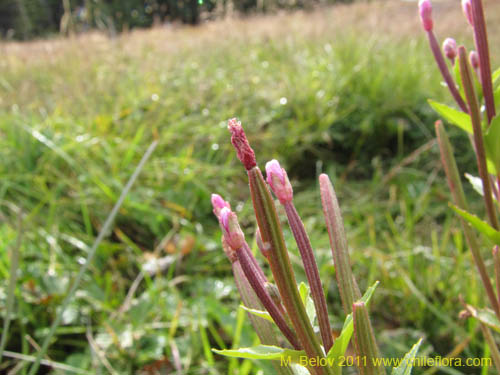 Фотография Epilobium australe (). Щелкните, чтобы увеличить вырез.