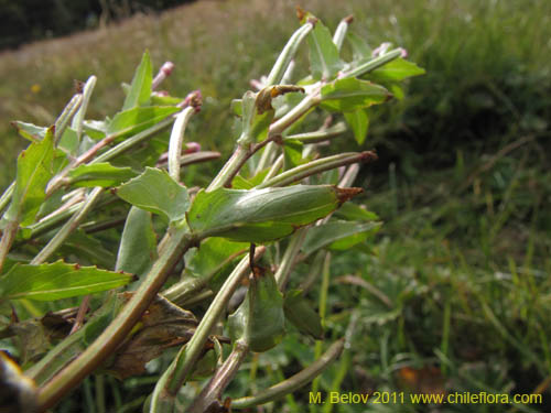 Bild von Epilobium australe (). Klicken Sie, um den Ausschnitt zu vergrössern.