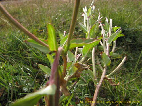 Фотография Epilobium australe (). Щелкните, чтобы увеличить вырез.