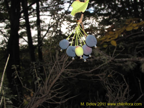 Imágen de Berberis ilicifolia (). Haga un clic para aumentar parte de imágen.