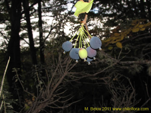 Bild von Berberis ilicifolia (). Klicken Sie, um den Ausschnitt zu vergrössern.