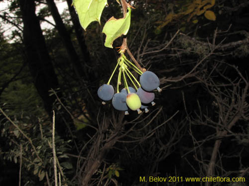 Image of Berberis ilicifolia (). Click to enlarge parts of image.