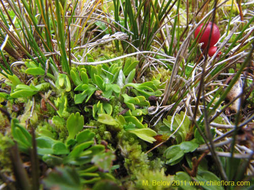 Image of Caltha appendiculata (). Click to enlarge parts of image.