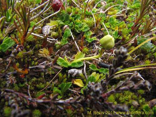 Image of Unidentified Plant sp. #2247 (). Click to enlarge parts of image.