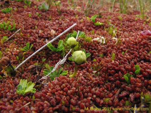 Image of Unidentified Plant sp. #2247 (). Click to enlarge parts of image.