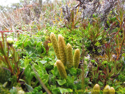 Lycopodium alboffii的照片