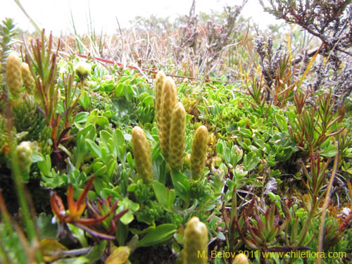 Lycopodium alboffiiの写真