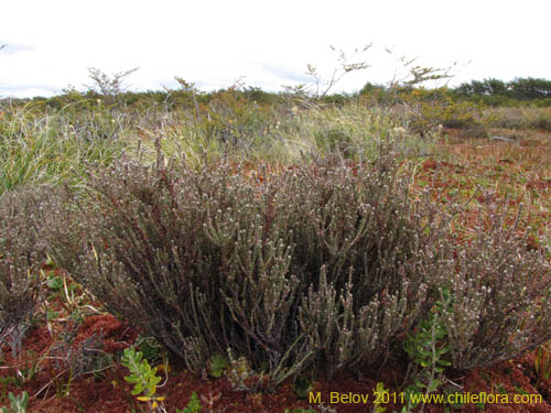 Фотография Lepidothamnus fonkii (). Щелкните, чтобы увеличить вырез.