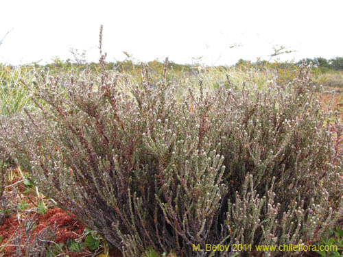 Bild von Lepidothamnus fonkii (). Klicken Sie, um den Ausschnitt zu vergrössern.