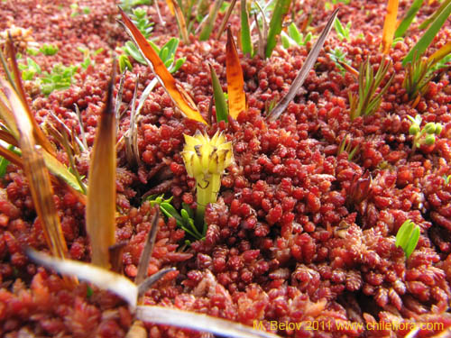 Image of Caltha appendiculata (). Click to enlarge parts of image.