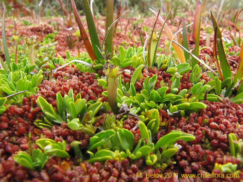 Image of Caltha appendiculata (). Click to enlarge parts of image.