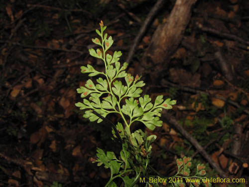 Image of Hymenophyllum tortuosum (). Click to enlarge parts of image.