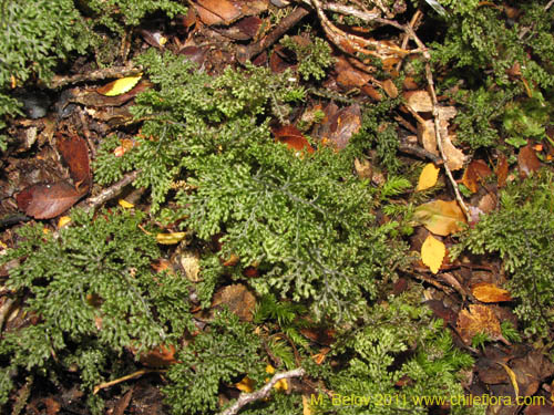 Image of Hymenophyllum tortuosum (). Click to enlarge parts of image.