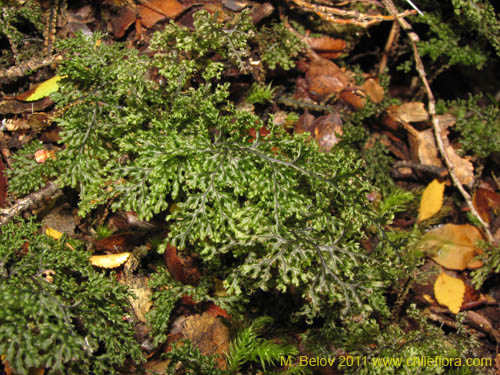 Hymenophyllum tortuosumの写真