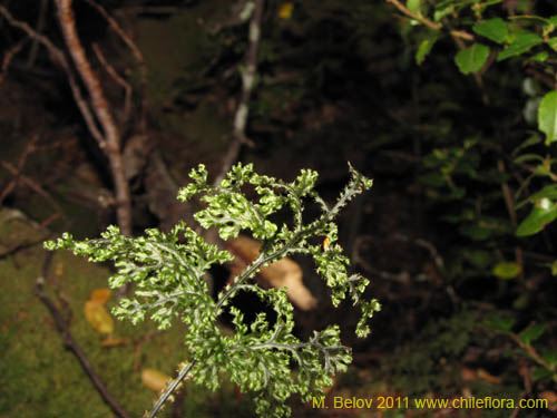 Фотография Hymenophyllum tortuosum (). Щелкните, чтобы увеличить вырез.