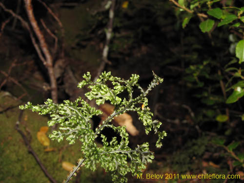 Imágen de Hymenophyllum tortuosum (). Haga un clic para aumentar parte de imágen.