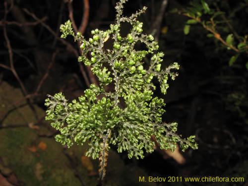 Hymenophyllum tortuosumの写真