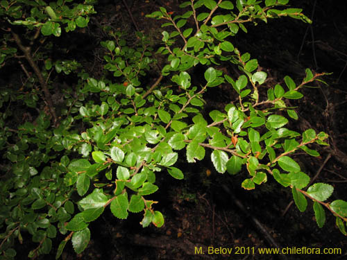 Фотография Nothofagus betuloides (Coigüe de Magallanes). Щелкните, чтобы увеличить вырез.