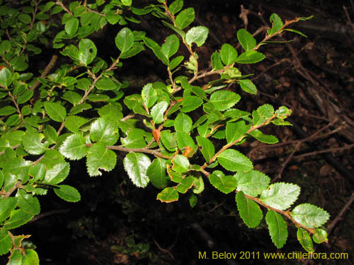 Фотография Nothofagus betuloides (Coigüe de Magallanes). Щелкните, чтобы увеличить вырез.