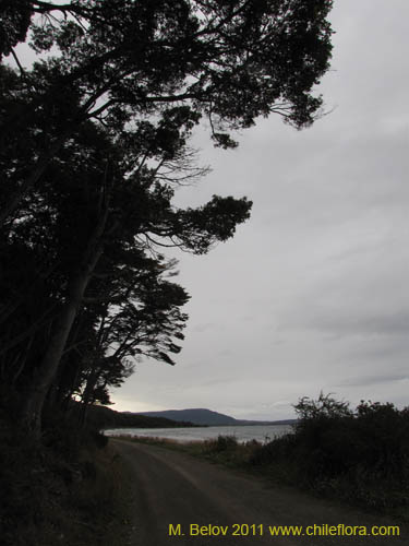 Imágen de Nothofagus betuloides (Coigüe de Magallanes). Haga un clic para aumentar parte de imágen.