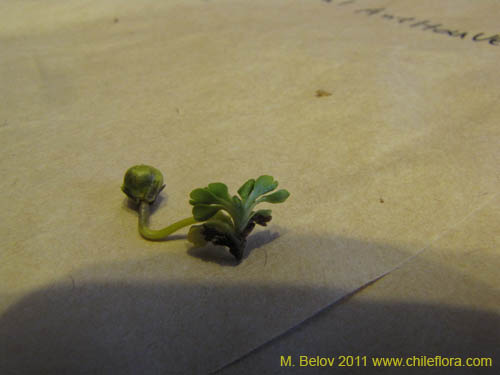 Image of Unidentified Plant sp. #2247 (). Click to enlarge parts of image.