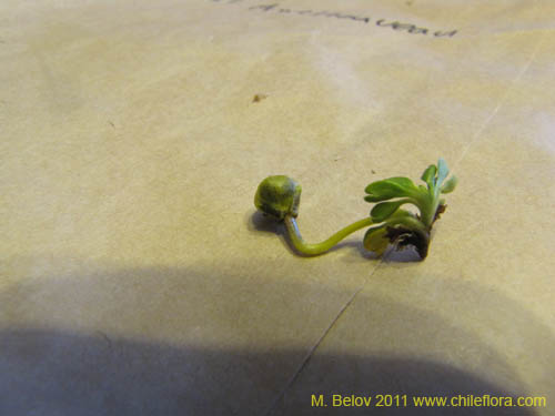 Фотография Plant sp. #2247 (). Щелкните, чтобы увеличить вырез.