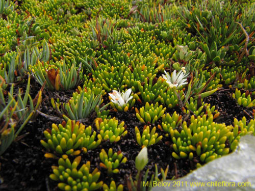 Image of Donatia fascicularis (). Click to enlarge parts of image.